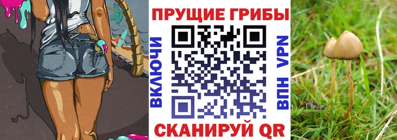 Галлюциногенные грибы GOLDEN TEACHER Купить где Будённовск